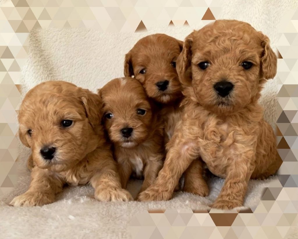 Maltipoo Puppies