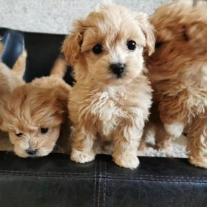 where to get maltipoo puppies in australia