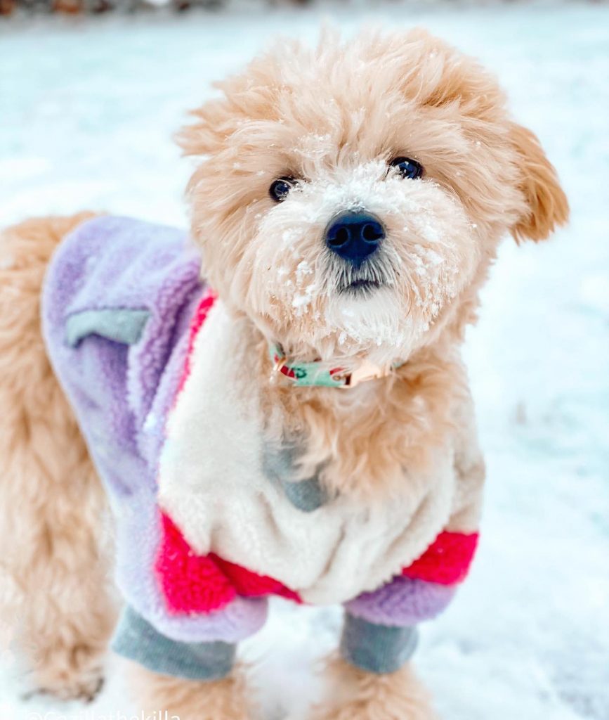 Maltipoo Care During Winter