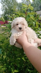 Buying a Maltipoo puppy