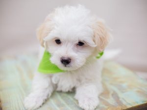 Why shouldn't you buy a Maltipoo?