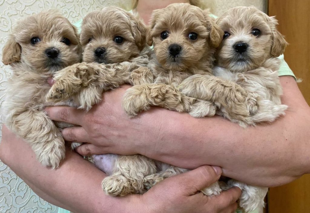 Maltipoo Puppies in Australia