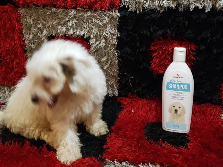 Maltipoo Shampoo