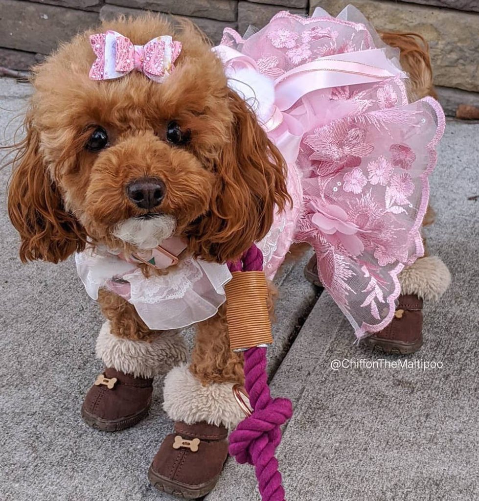 Maltipoo care during winter in australia 2021