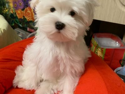 30 Things to know about maltipoo puppies