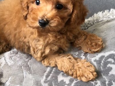 buying a maltipoo puppy 1