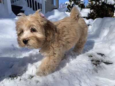 maltipoo care during winter in australia