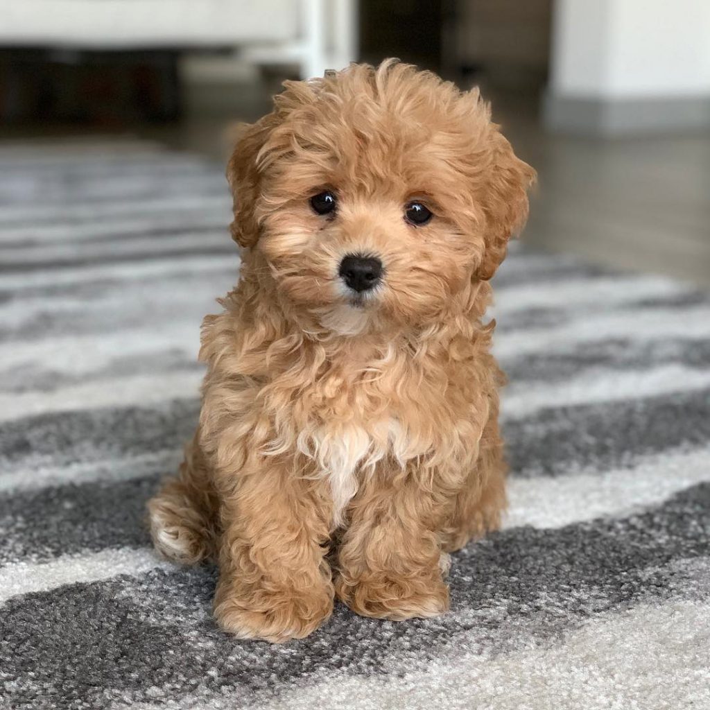 maltipoo puppies in Australia