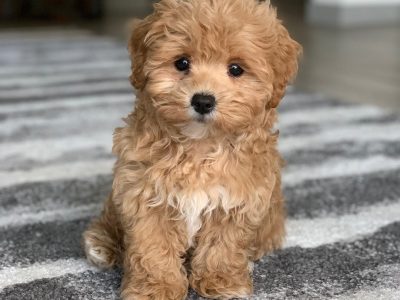 maltipoo puppies in Australia