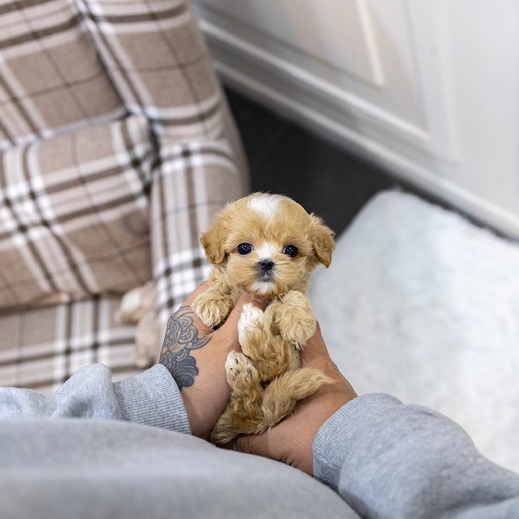 Maltipoo Price