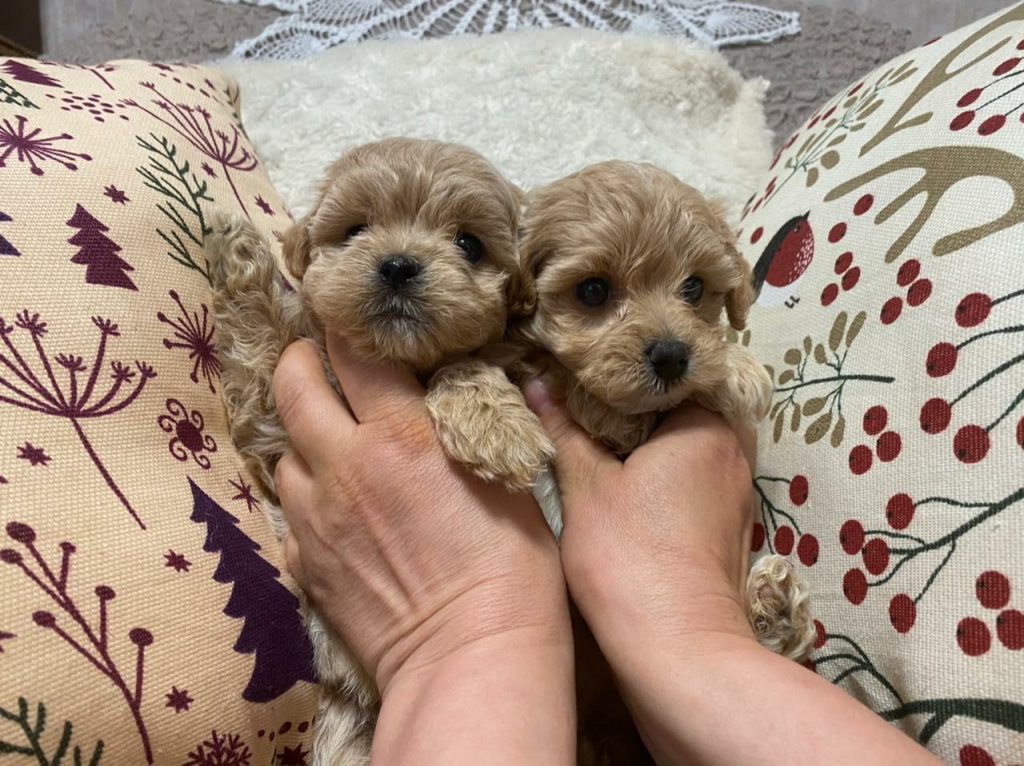 Maltipoo Puppies