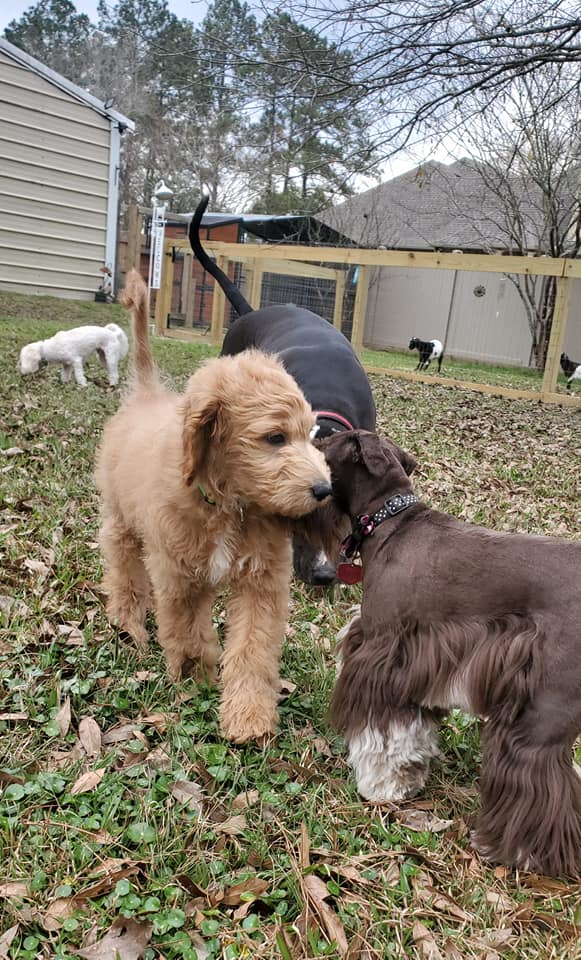 Malitpoo Socialisation