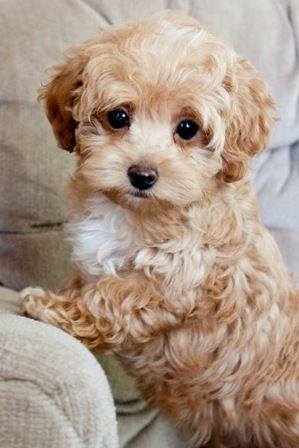 Teacup Maltipoo for sale NSW