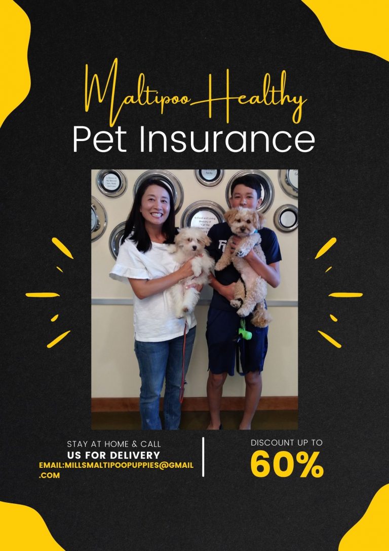 MALTIPOO INSURANCE