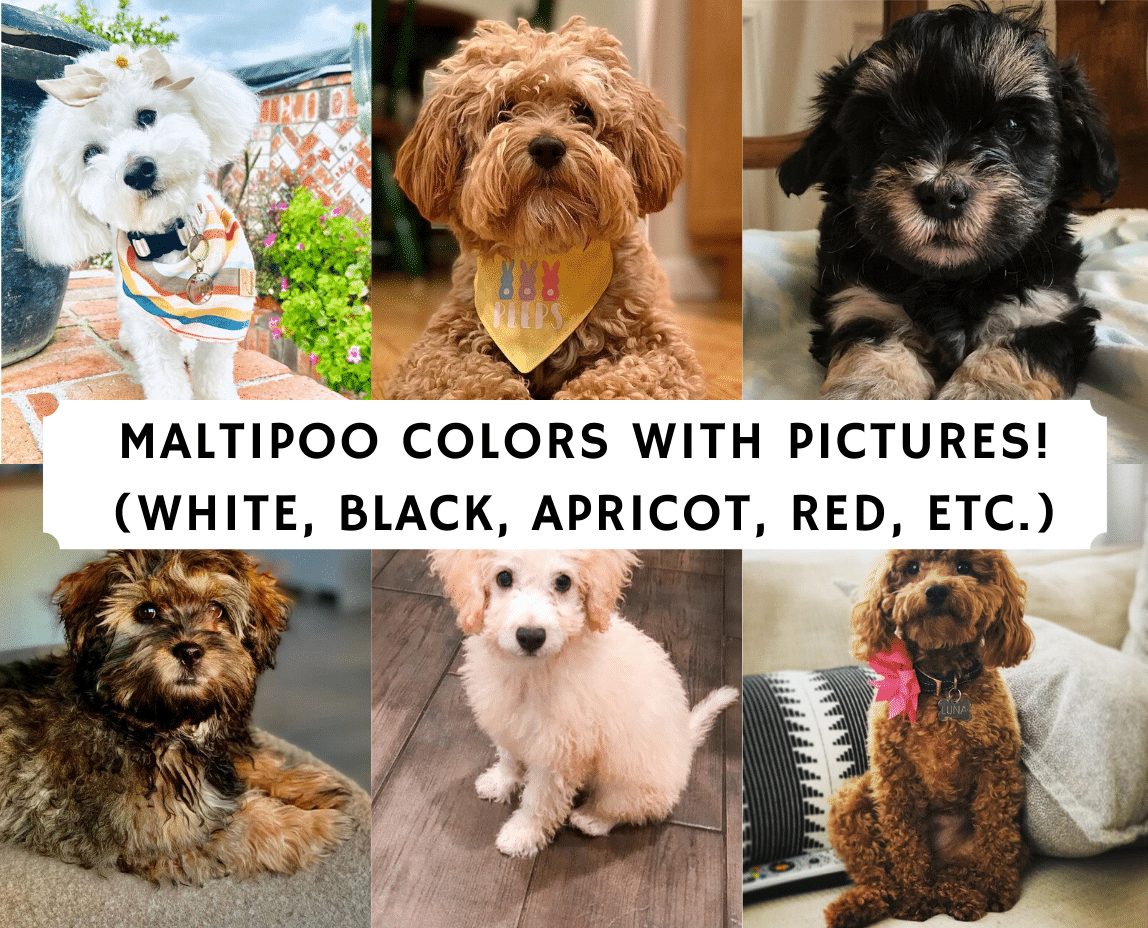 maltipoo color