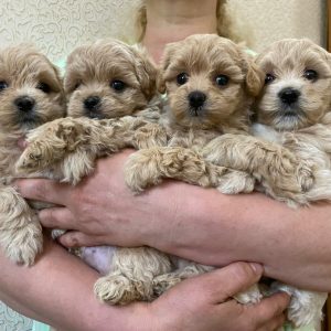 Maltipoo Puppies for sale In Sydney, Australia