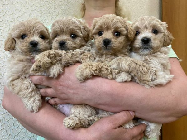 Maltipoo Puppies for sale In Sydney, Australia