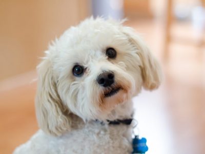 pet insurance for maltipoo