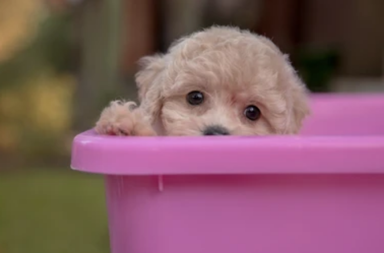 Maltipoo Behavior Problems