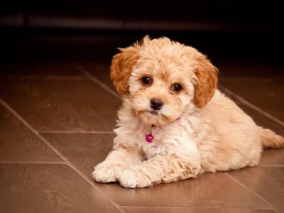 maltipoo behavior problems