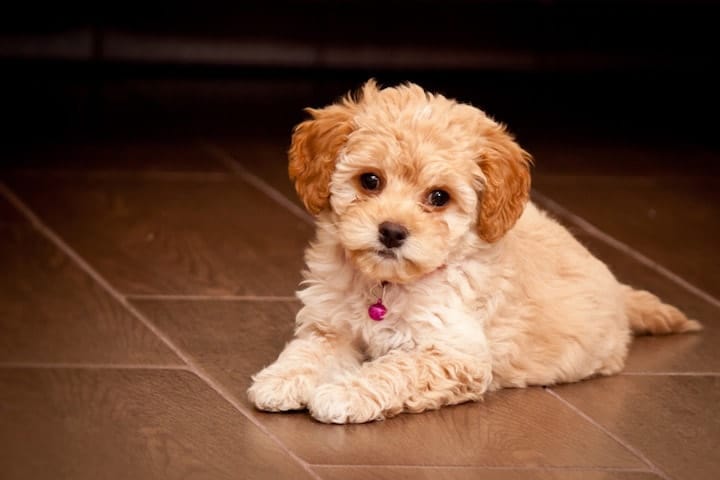 maltipoo behavior problems