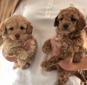 Maltipoo puppies For Sale Victoria