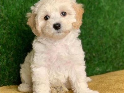 maltipoo puppies for sale au