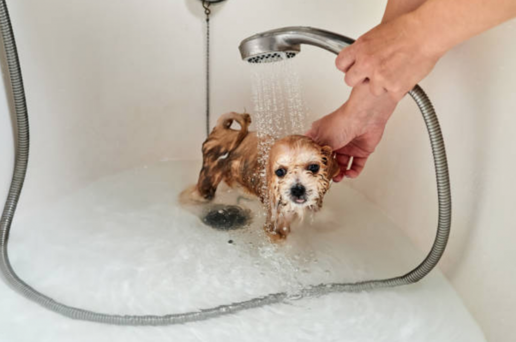 Maltipoo Puppies for sale Western Australia