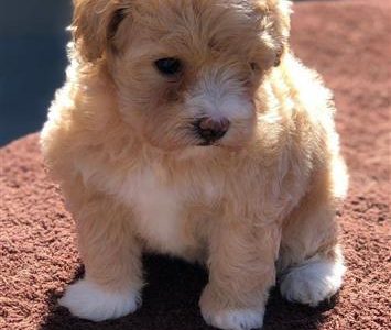 maltipoo puppies for sale western australia