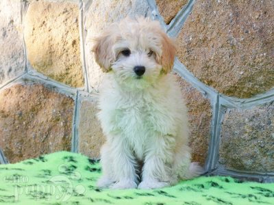 mini maltipoo puppies for sale northern territory