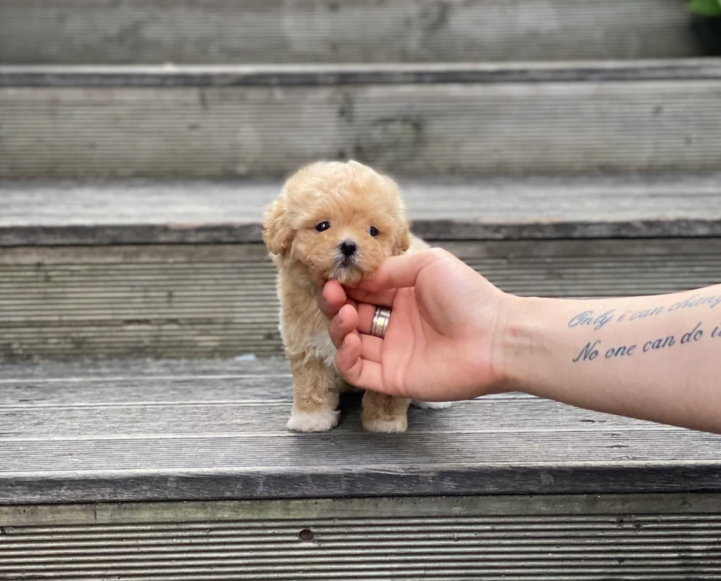 Mini Maltipoo puppy