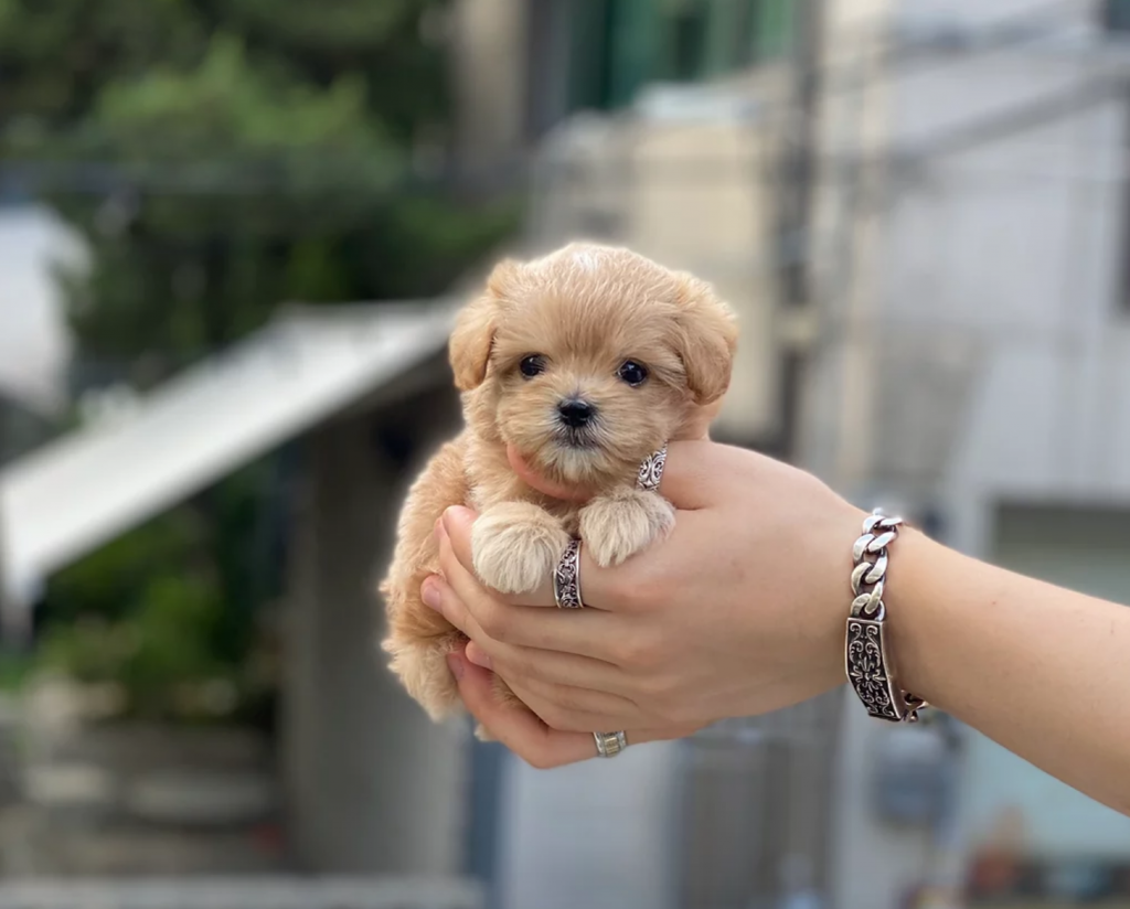 Teacup Maltipoo Puppies For Sale Australia