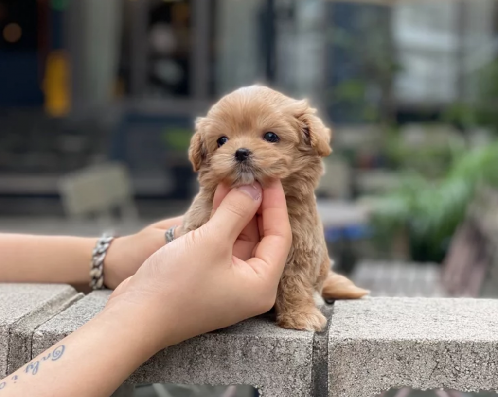 Teacup Maltipoo Puppies For Sale Australia