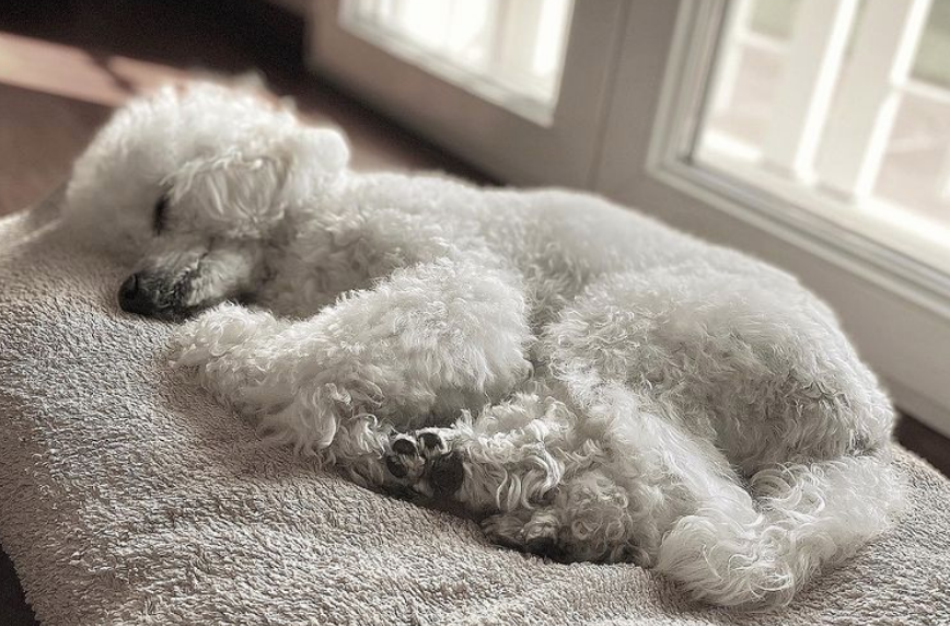 How to Decide on the Perfect Poodle for Your Lifestyle