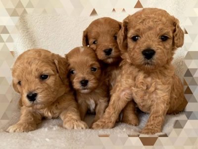 maltipoo breeders in switzerland