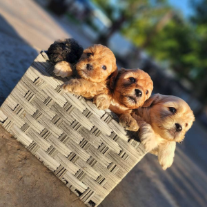 Adopt Maltipoo Puppies In Adelaide, Australia