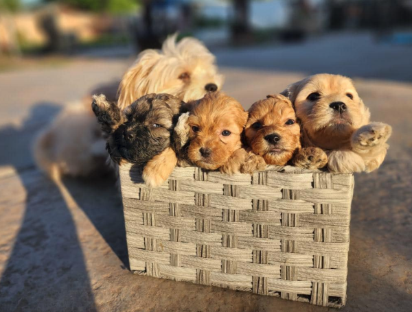 Adopt Maltipoo Puppies In Adelaide, Australia