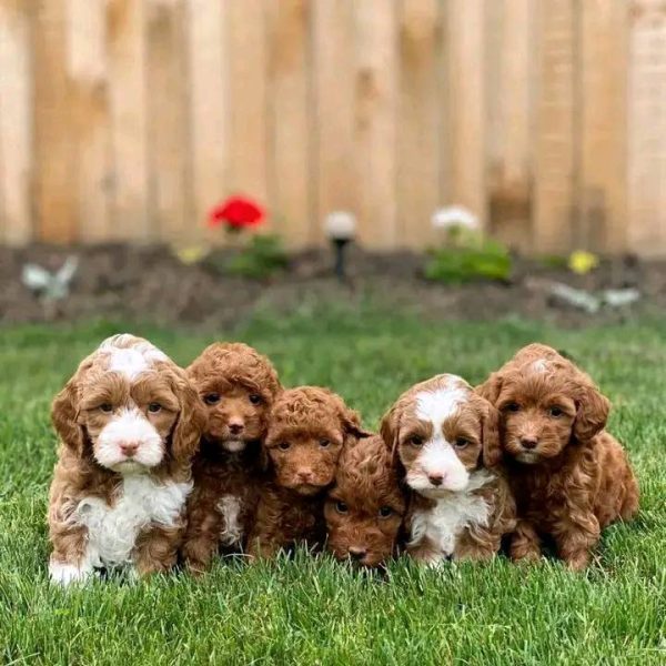 Malitipoo Puppies perth