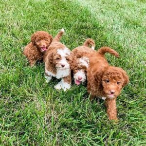 Mini Maltipoo Puppies for sale In Perth, Australia