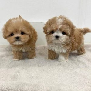 Maltipoo Puppies for sale In Brisbane, Australia