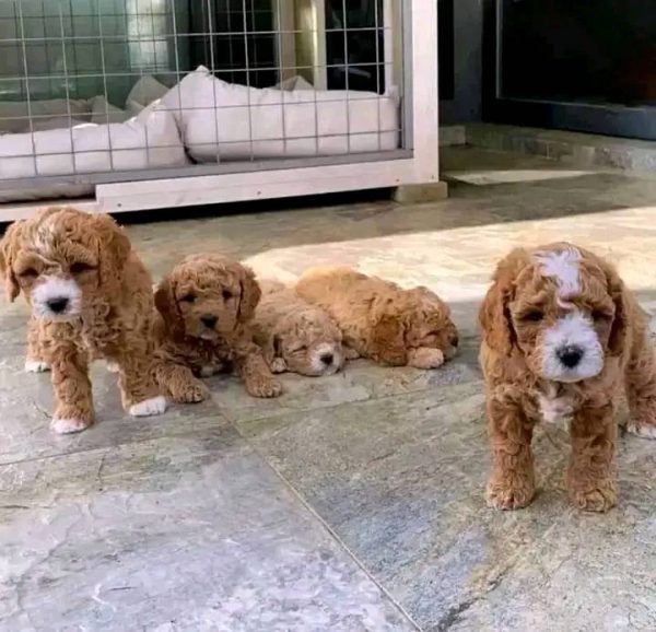 Maltipoo Puppies for sale in Perth