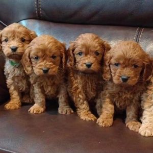 Buy Maltipoo Puppies In Canberra, Australia