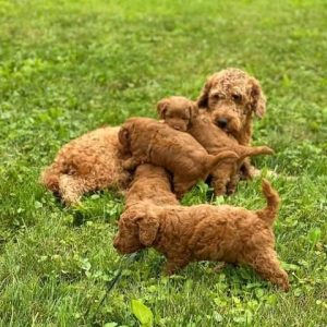 Teacup Maltipoo Puppies For Sale In NSW