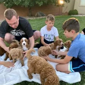 Teacup Maltipoo Puppies for sale In Melbourne