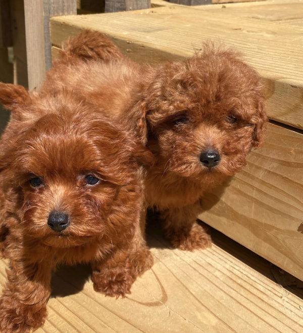 Tiny Maltipoo Puppies For Sale In Hobart, Australia