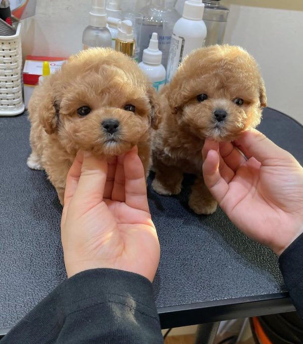 Maltipoo Puppies For Sale In Switzerland