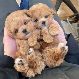 Maltipoo Puppies For Sale In Switzerland