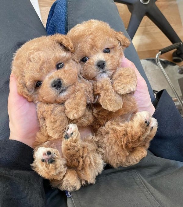 Maltipoo Puppies For Sale In Switzerland