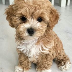 Maltipoo Puppies For Sale In Busselton