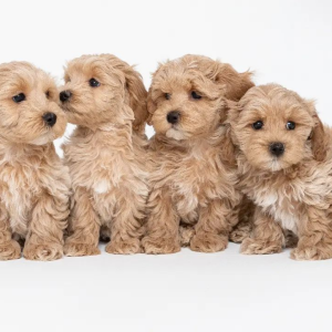 Affordable Maltipoo Puppies For Sale In Bern Switzerland